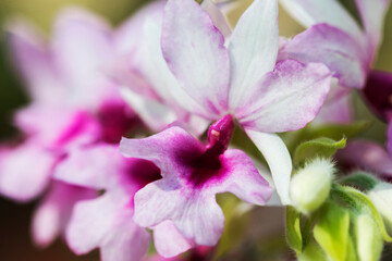 Fototapeta na wymiar background texture nature purple flowers orchid in garden 