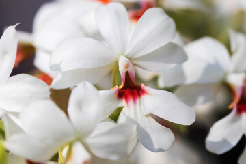 Fototapeta na wymiar background texture nature white flowers orchid in garden 