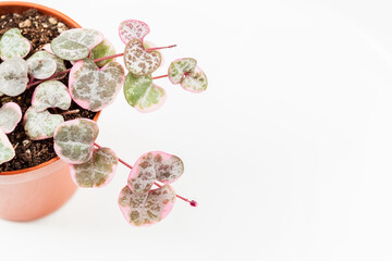 String of hearts young ceropegia plant in a pot