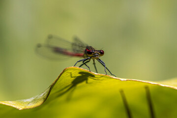 dragonfly on a leaf