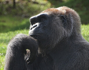 Western Lowland Gorilla appearing to be in deep thought. Possibly considering the meaning of it all. © Neil