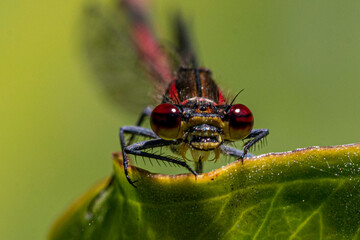 dragonfly on a leaf