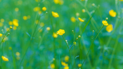 Summer natural background of yellow buttercups in green grass. Sunny little flowers bloom in summer