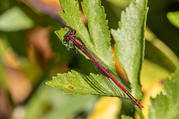 dragonfly on a leaf