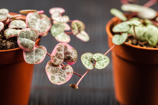 String Of Hearts Young Ceropegia Plant In A Pot