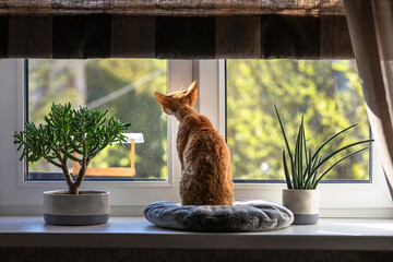 Red cat Devon Rex sits on a pillow on the windowsill and looks out into the street. There are beautiful green indoor plants next to the cat on the windowsill