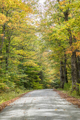 road in the forest in autumn