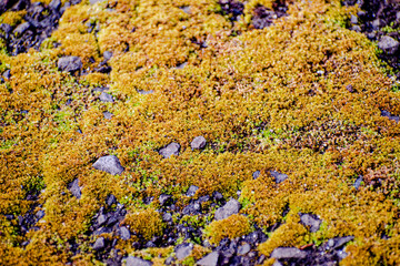 lichen on the rock