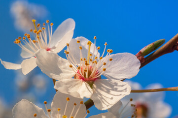 Blooming apple orchards