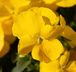 Fototapeta premium yellow flowers