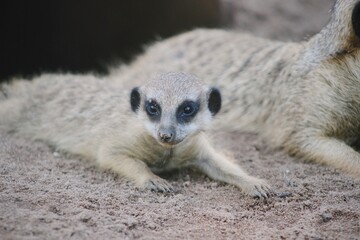 Obraz premium Baby Meerkat