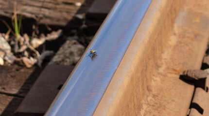 fly on a rail