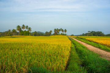 Fototapeta na wymiar landscape Expanse of rice fields at morning sunrise with beautiful coconut trees lined up in Indonesia