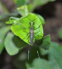 close up of mosquito