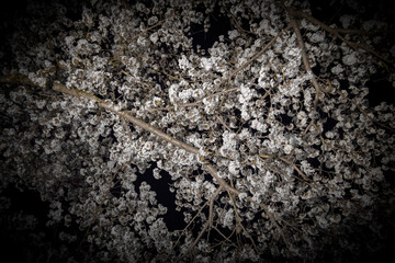 夜桜
