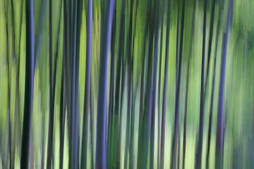 ICM Photography、bamboo forest 新緑の季節、早朝の木漏れ日を絵画調に表現