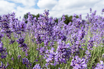 Obraz premium Close-up of a whole purple lavender field in full bloom on a sunny and cloudy summer in the suburbs of England