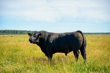 A black angus bull stands on a green grassy field. - obrazy, fototapety, plakaty