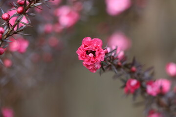 冬に咲く小さは花のギョリュウバイ