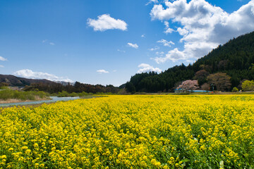 Obraz premium 川渡温泉の菜の花