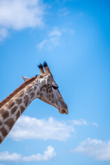 close up of a giraffes head