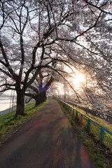 白石川堤一目千本桜