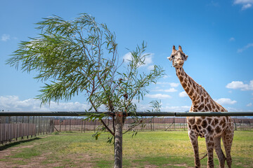 Giraffe in captivity