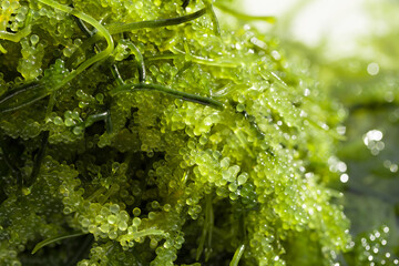 Sea grapes ( green caviar ) seaweed, Healthy food