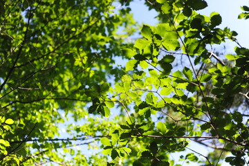 A forest of trees looking up from a forest path.