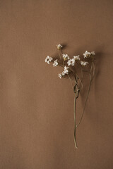 Beautiful white wild flower on deep neutral pastel beige brown background. Aesthetic minimal floral...