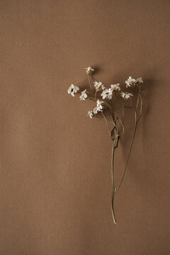 Beautiful white wild flower on deep neutral pastel beige brown