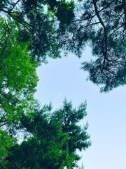 The green trees top in forest blue sky and sun beams shining through leaves. Bottom view.