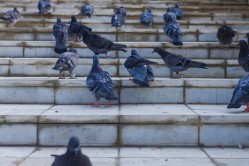 City birds pigeons walk on the stairs in the park