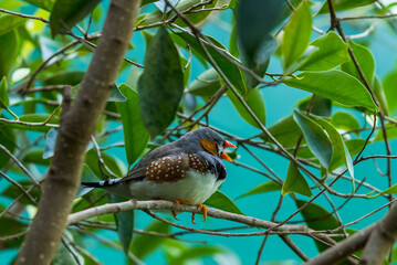 A multicolored zebra finch on a tree branch among green leaves close-up sings opening its beak