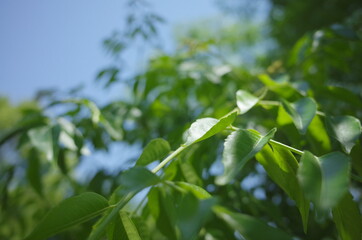 自然の空気を吸いに山に行こう