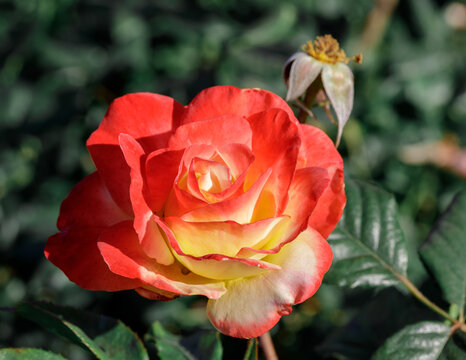 'Chihuly' Floribunda Rose Flower in Bloom. San Jose Municipal Rose Garden, California, USA.