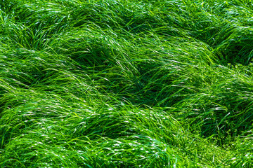fresh green juicy grass backgrounds for design or backdrop use, eco concept with green grass leaves on the sun