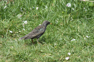 starling side view walking on green grass