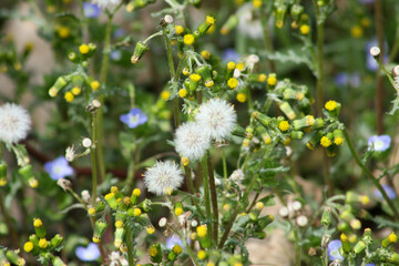 Obraz na płótnie Canvas Common groundsel with flowers bloom and seeds