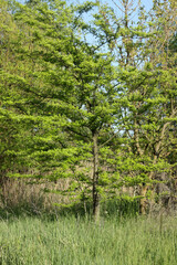 Honey locust tree side view on a field with other trees