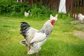 Brahma rooster on the farm, white rooster on green grass, poultry breeding on the farm, poultry breeding
