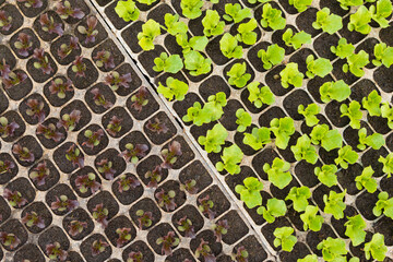 many young sprouts of green and red lettuce seedlings, in plastic cells, top view, texture
