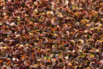 natural texture of red lettuce leaves, top view, close-up