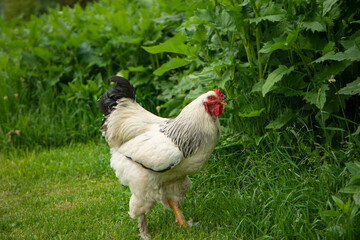 Brahma rooster on the farm, white rooster on green grass, poultry breeding on the farm, poultry breeding