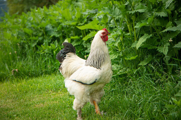 Brahma rooster on the farm, white rooster on green grass, poultry breeding on the farm, poultry breeding