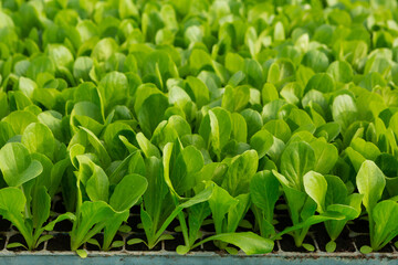 many young lettuce plants growing in plastic cells, selective focus