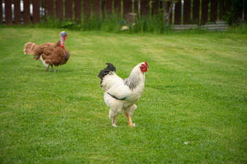 Brahma rooster on the farm, white rooster on green grass, poultry breeding on the farm, poultry...