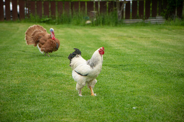Brahma rooster on the farm, white rooster on green grass, poultry breeding on the farm, poultry...
