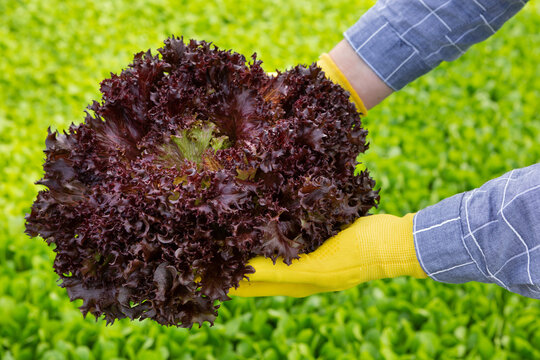 female hands in yellow gloves, holding a large bunch of red lollo rosso salad, against a background of greenery