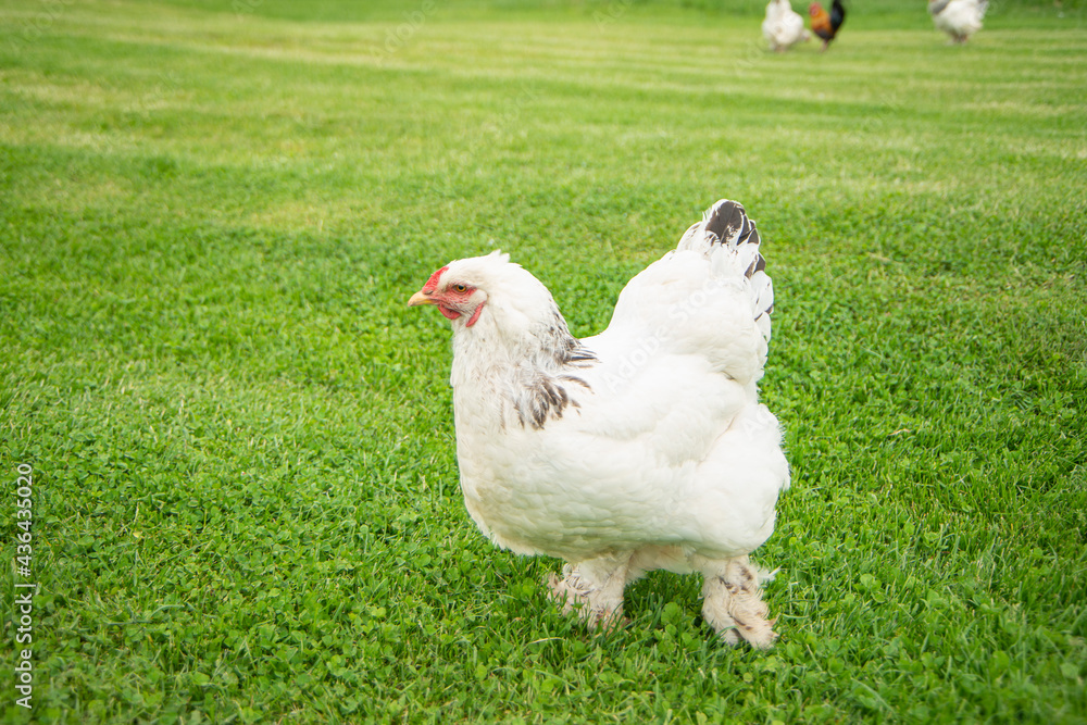 Wall mural brahma chicken on the farm, white chicken on green grass, poultry breeding on the farm, poultry bree